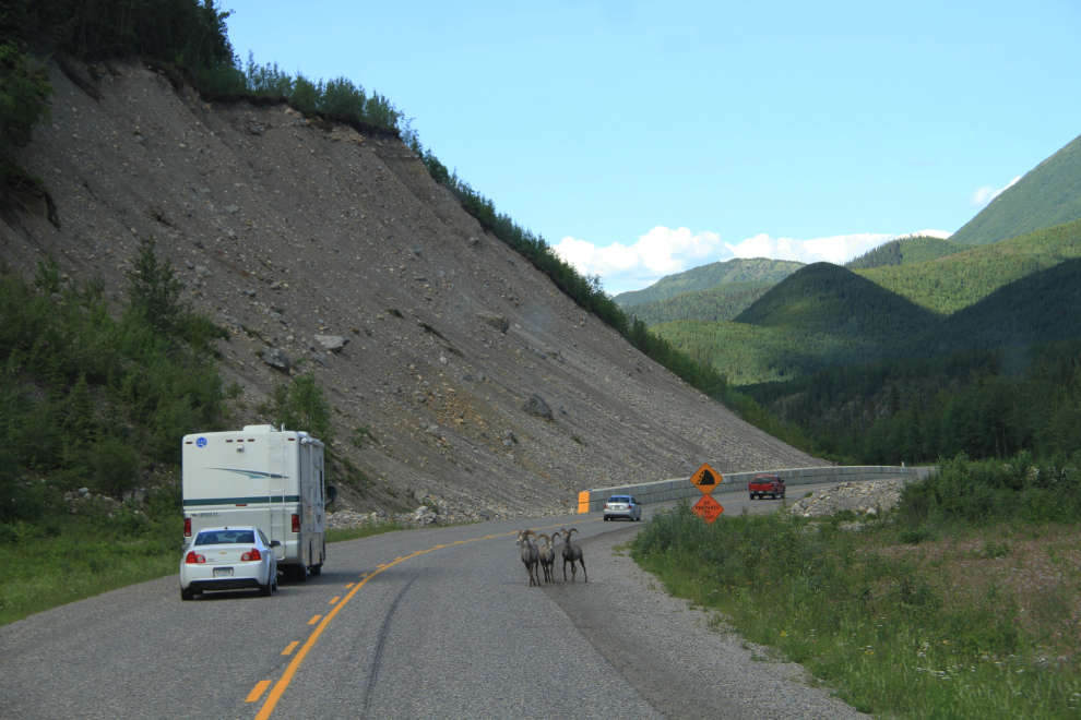 Stone sheep rams on the Alaska Highway