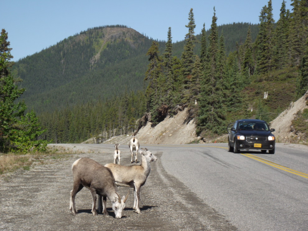 Stone sheep on the Alaska Highway