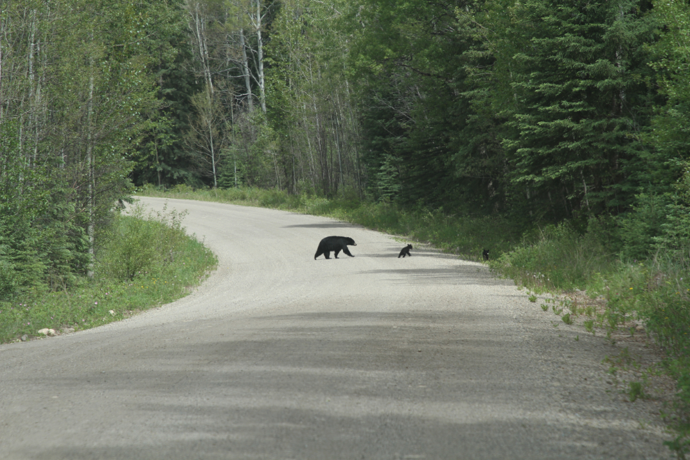 Black bear with twins on the road to Eaton Falls at Grande Cache, Alberta