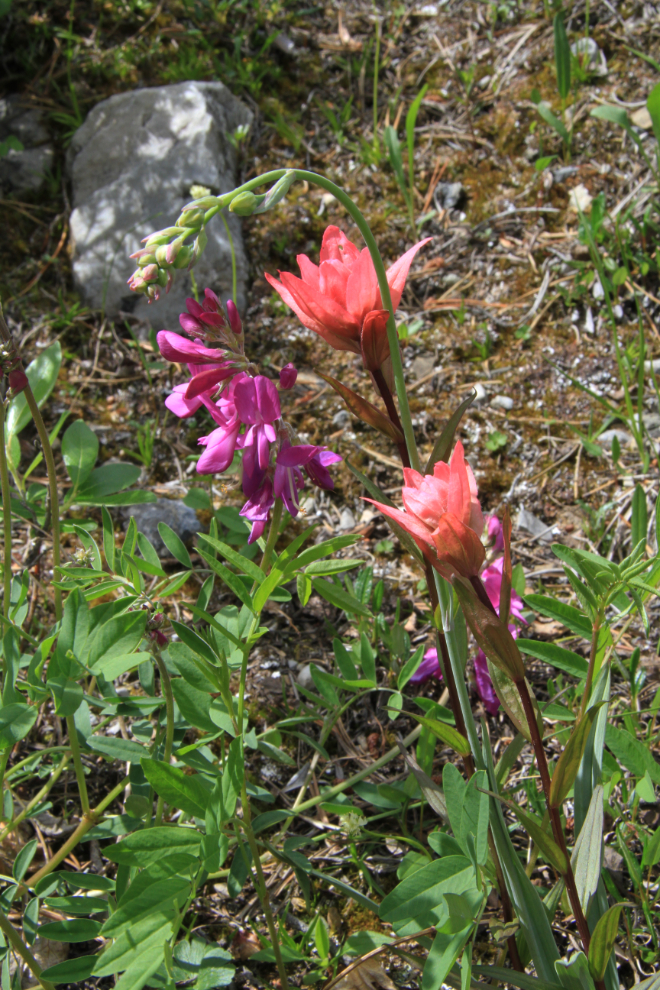 Alpine flowers at Summit Lake, BC
