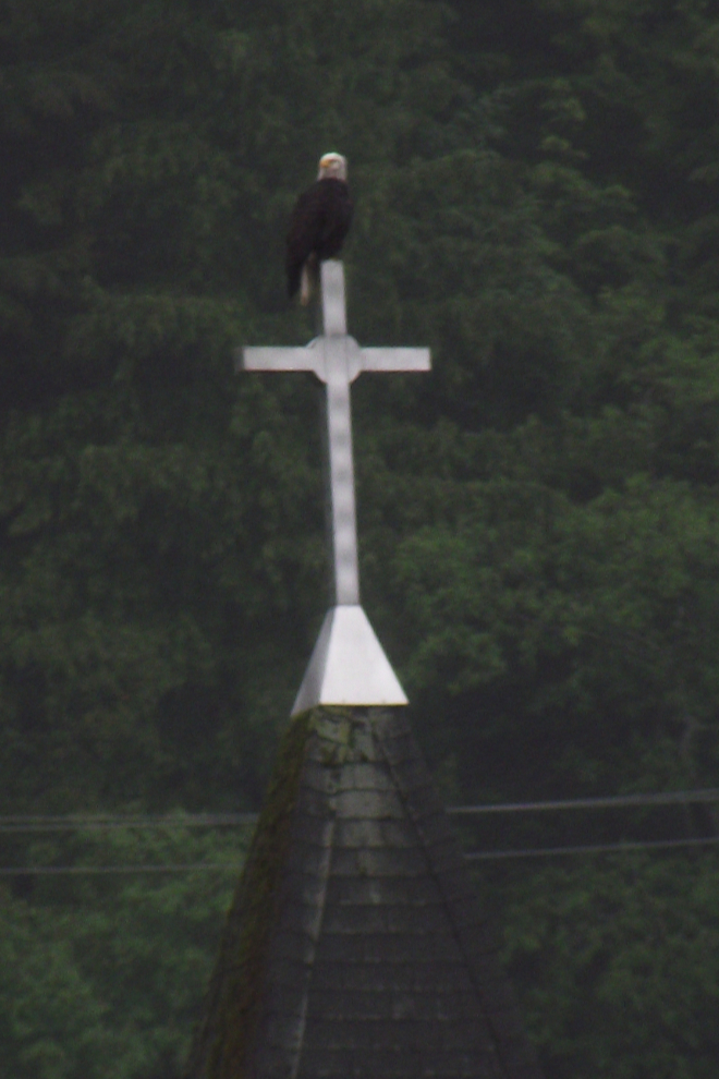 Bald eagle on a church steeple in Ketchikan, Alaska