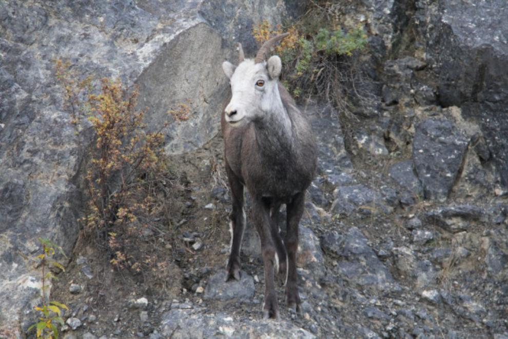 Stone sheep (or Stone's sheep), (Ovis dalli stonei), along the Alaska Highway