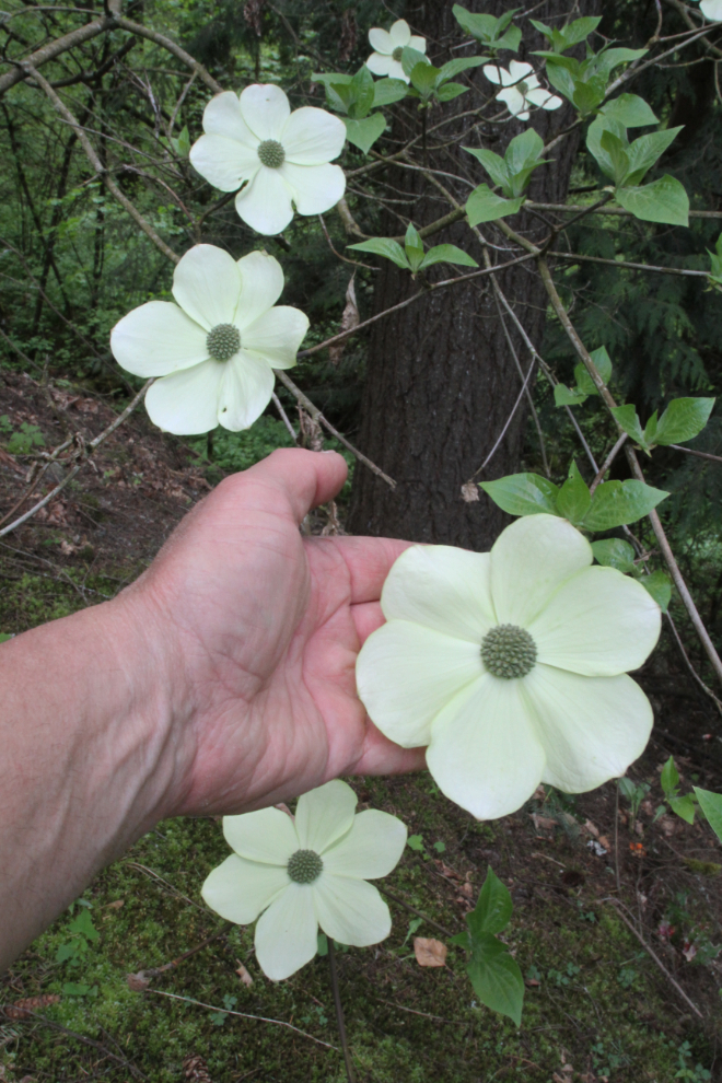 Pacific dogwood blossoms