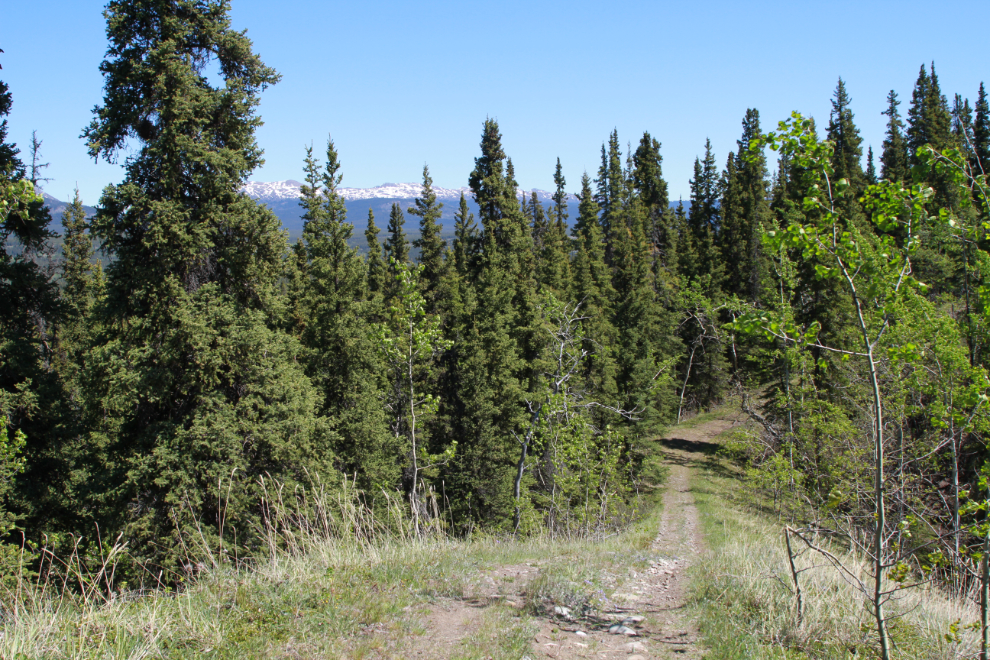 A steep hill along '3 Benches' bike trail in Whitehorse