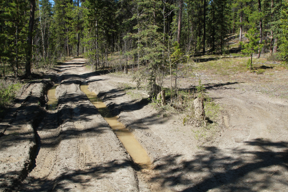 A dirt road into a personal firewood cutting area at Whitehorse.