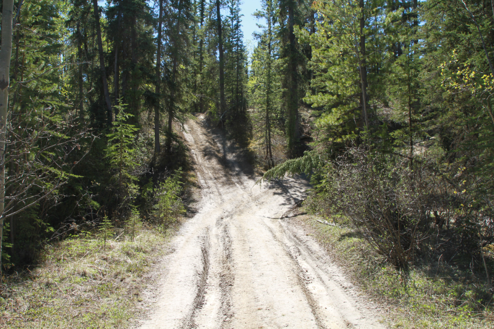 A dirt road into a personal firewood cutting area at Whitehorse.
