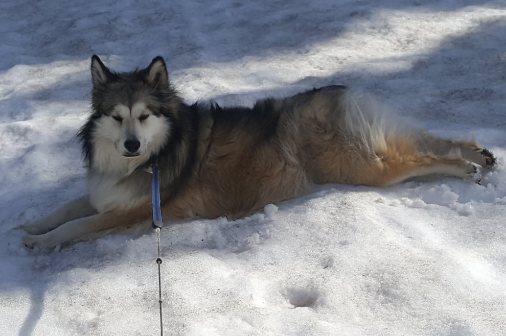 Murray's Shelty/husky cross Bella loving May snow