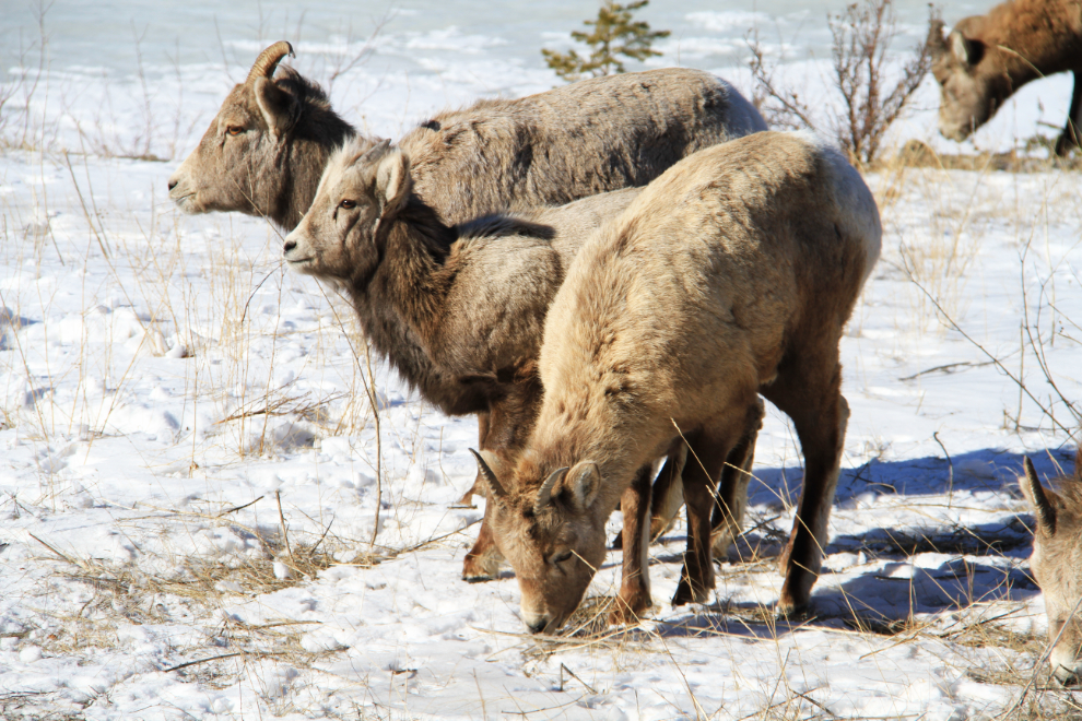 Bighorn sheep along the Athabasca River