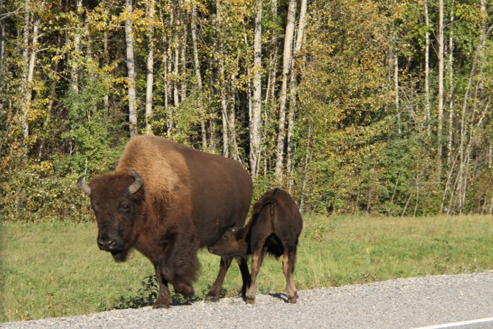 Cow and calf bison along the Alaska Highway