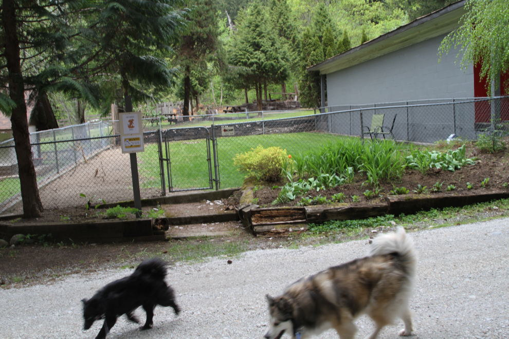 Dog area at Canyon Alpine RV Park