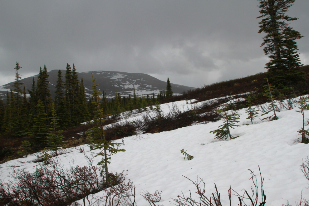  Snow on the Coal Lake trail, Whitehorse, in mid-June