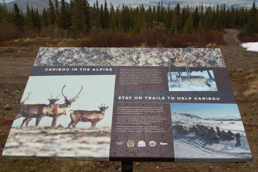 Woodland caribou interpretive sign on the Coal Lake trail, Whitehorse