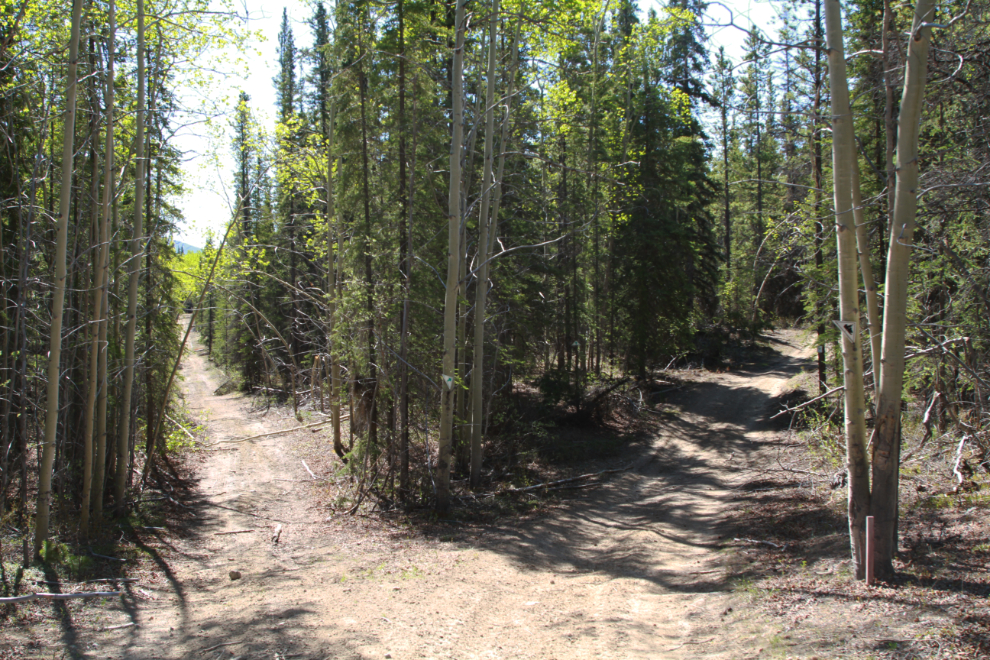 The junction where the pipeline road and The Great Trail take separate routes
