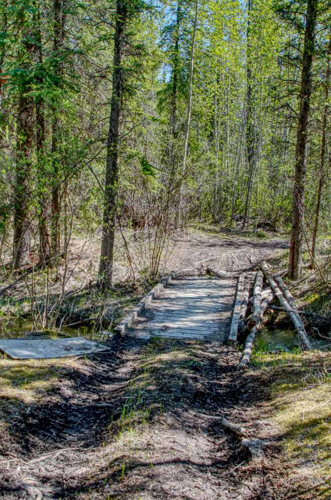 A new trail and bridge to cross Cowley Creek, Yukon