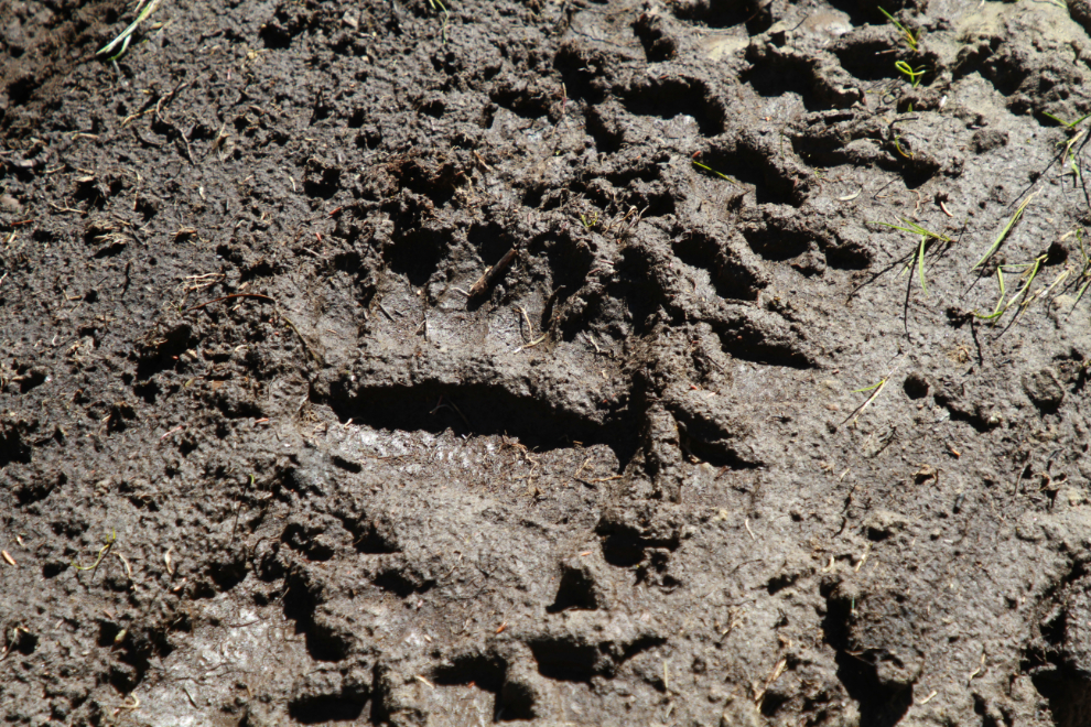Black bear print in the mud on The Great Trail at Cowley Creek, Yukon