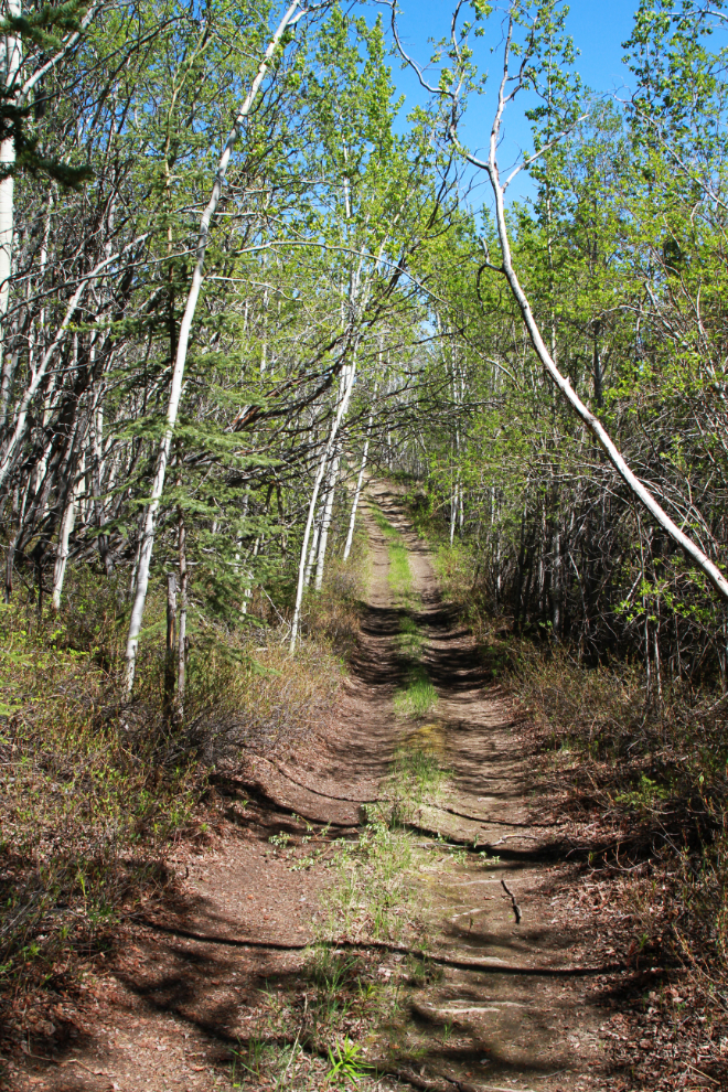 A beautiful section of The Great Trail at Cowley Lake, Yukon