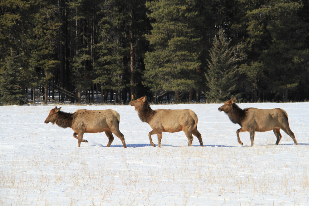 Elk at Jasper, Alberta