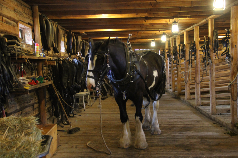 Clydesdale horse at Fort Steele Heritage Town, BC