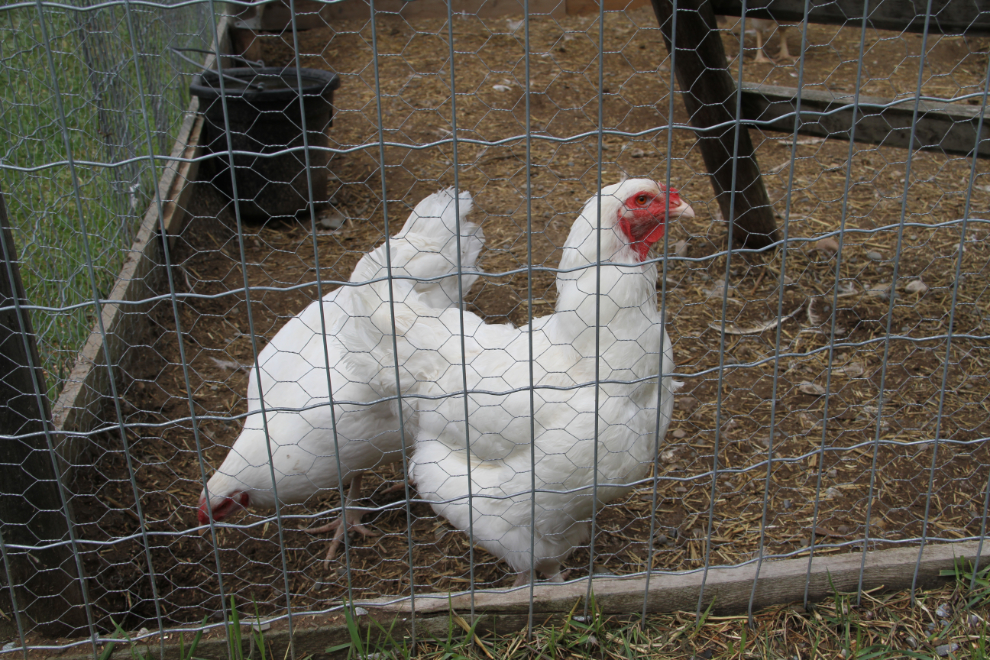Chantecler chicken at Fort Steele Heritage Town, BC