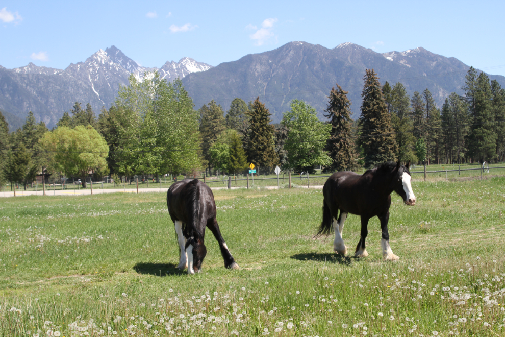Clydesdales at Fort Steele, BC