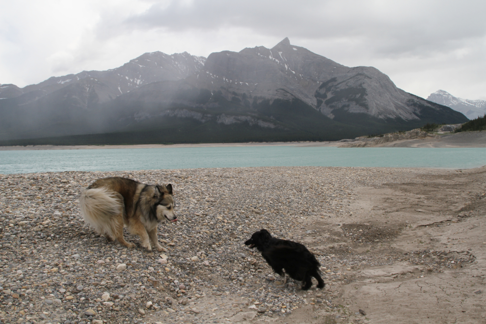 Dogs playing at Abraham Lake, Alberta Highway 11