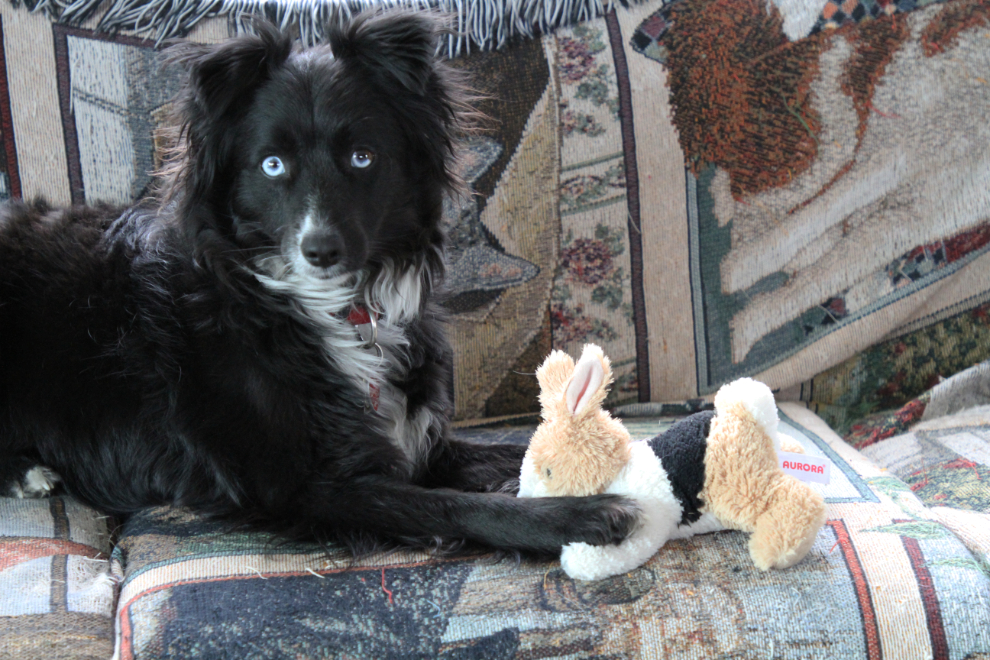 My little dog Tucker in the RV with his toy bunny
