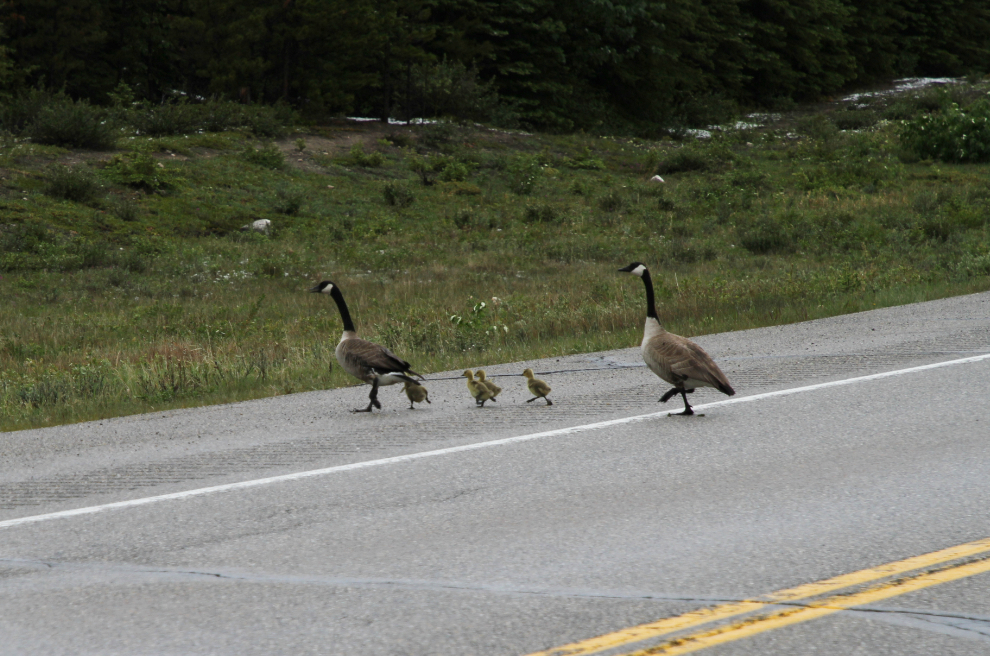 Canada goose family along Alberta Highway 11