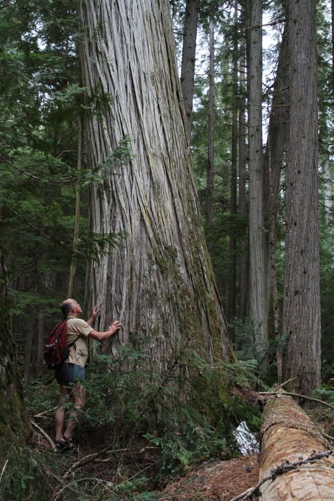 Old-growth cedar along the Kimbol Lake Trail, Nakusp Hot Springs, BC