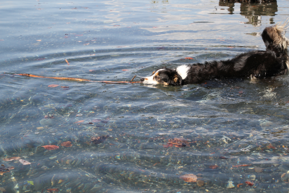 Dog swimming in Slocan Lake at New Denver, BC
