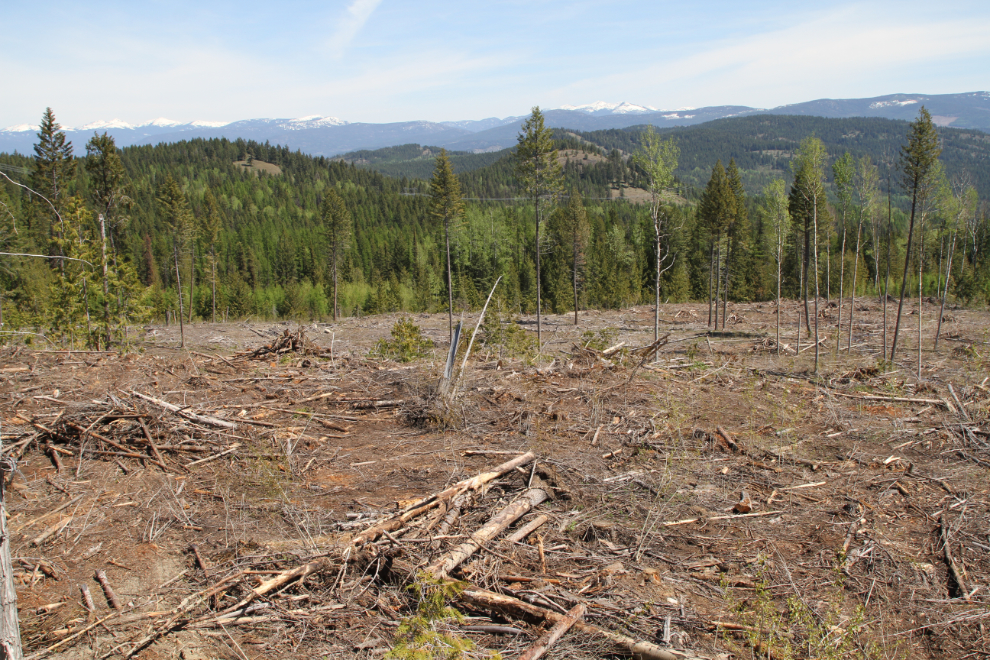 Logging along the Phoenix Road, BC