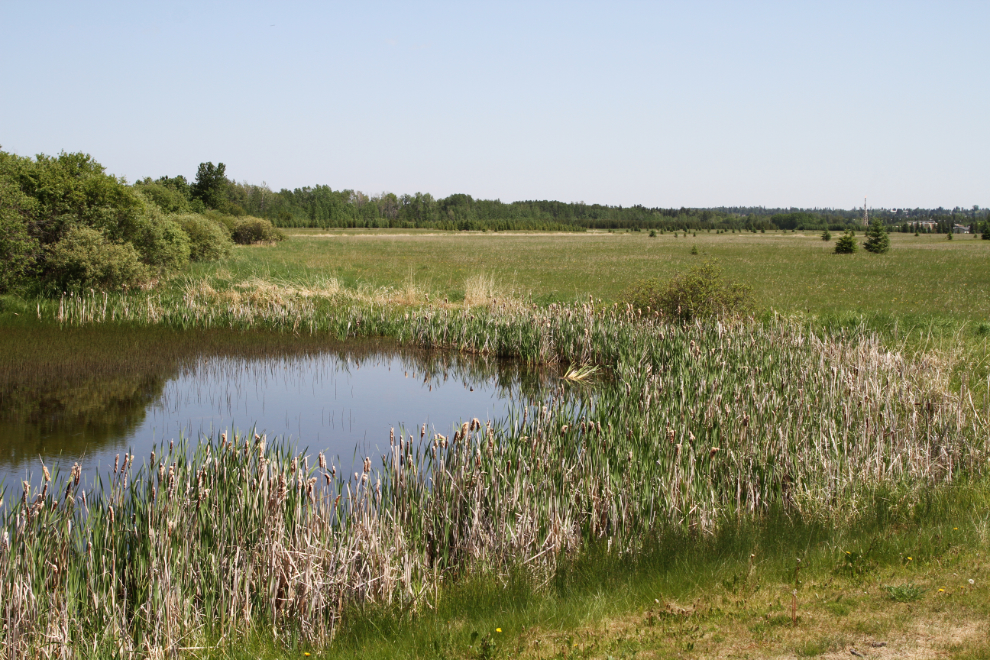 Marsh at Rocky Mountain House National Historic Site, Alberta