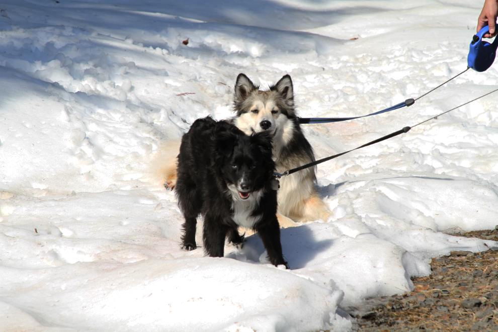 My dogs Bella and Tucker in the snow at Sandon, BC, in May