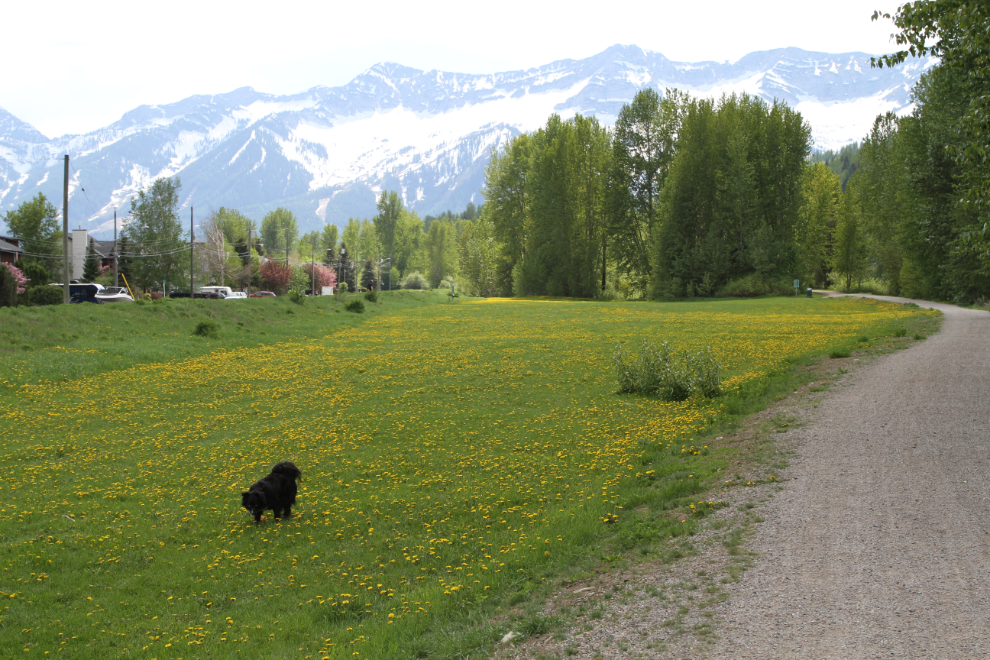 One of the leash-free parks in Fernie, BC