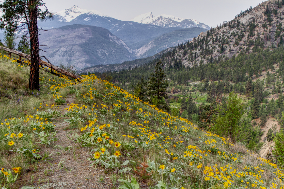 A slope of arnica at their peak at Lytton, BC, the first week of May