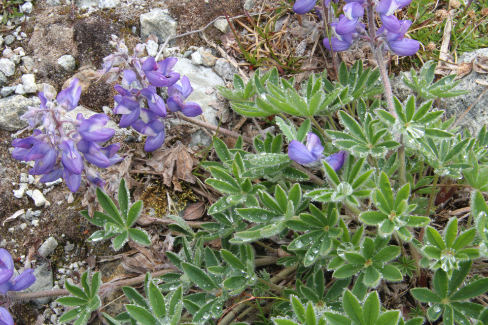 Arctic lupine along the trail to the Tina Creek communications tower