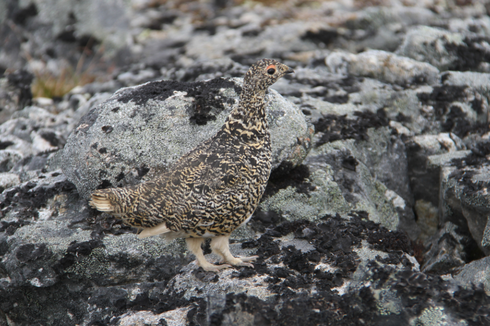 Ptarmigan on the trail to the Tina Creek communications tower