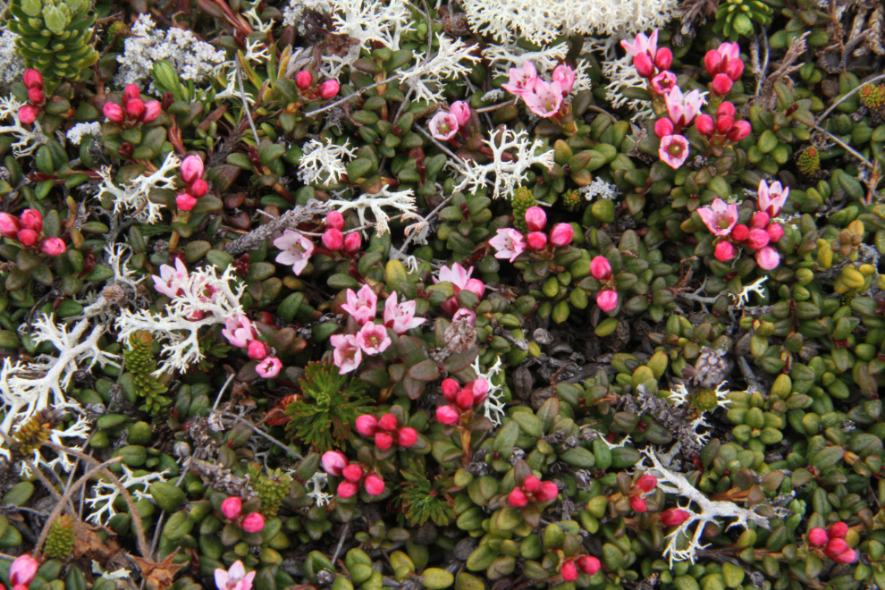 Heather and reindeer moss near the Haines Summit.