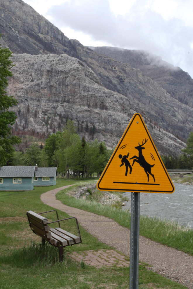 Deer warning sign at Waterton Lakes National Park, Alberta
