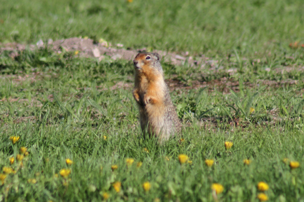 Columbian ground squirrel in Waterton Lakes National Park, Alberta