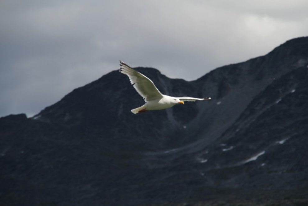 Gull at Summit Lake, BC