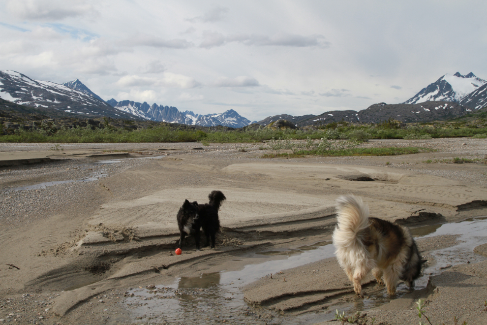 Dogs playing on the beach at Summit Lake in the White Pass, BC
