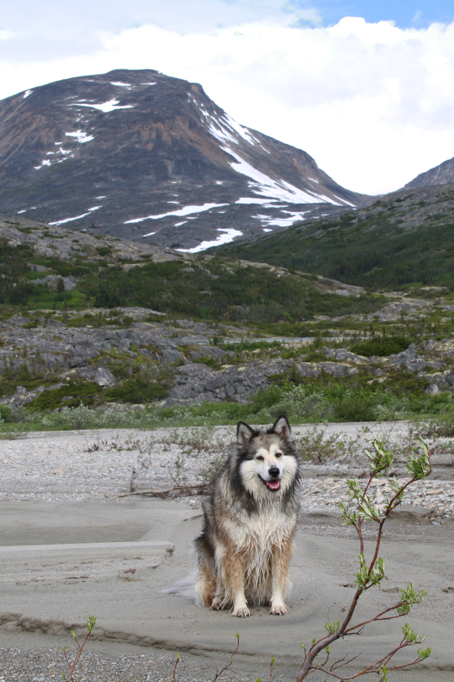 My husky/shelty Bella at Summit Lake in the White Pass, BC