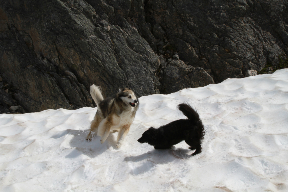 My dogs playing in snow in July, in the White Pass, BC
