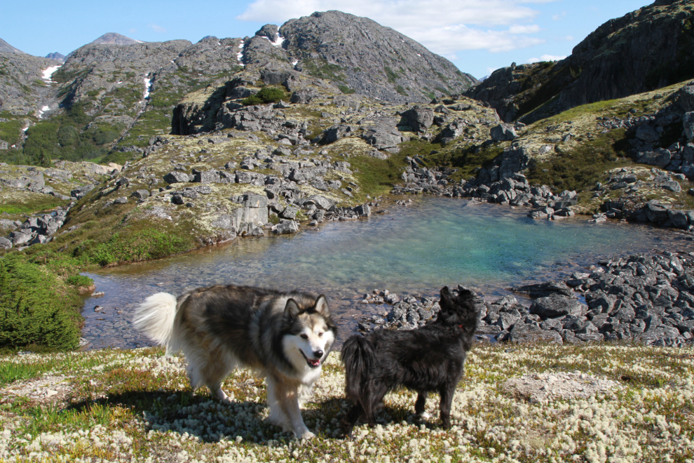 My dogs Bella and Tucker in the White Pass