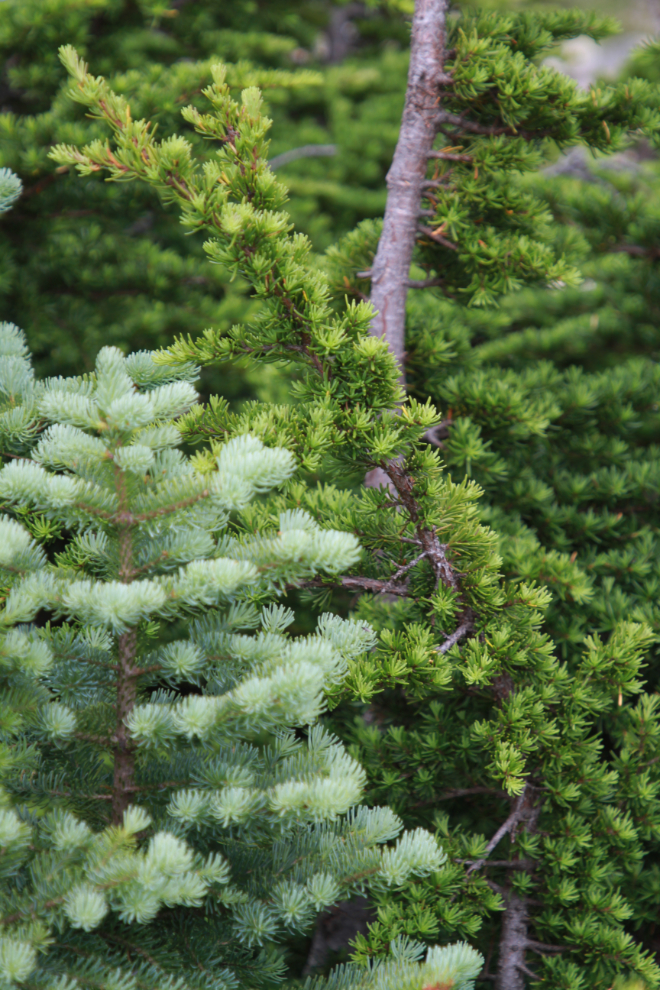 Subalpine fir and tamarack at Summit Lake, BC