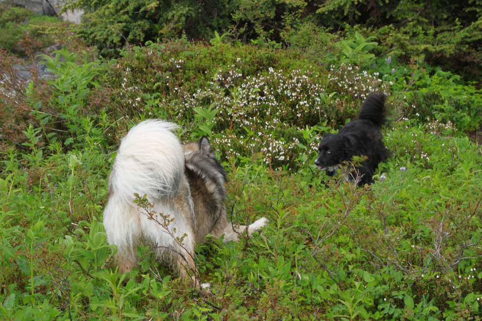 My dogs Bella and Tucker playing in the White Pass