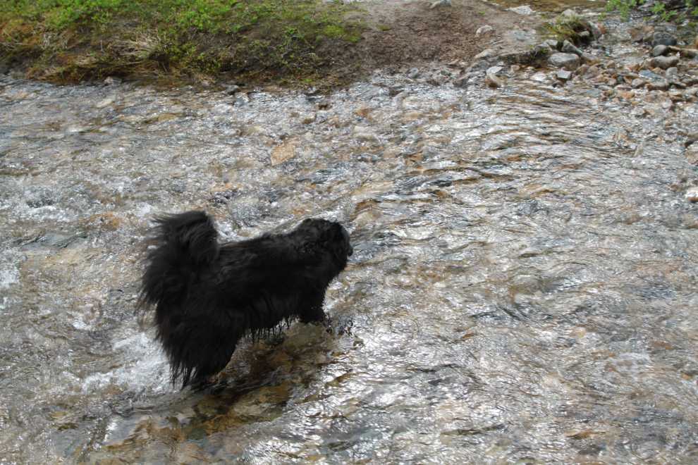 My little dog Tucker crossing a creek