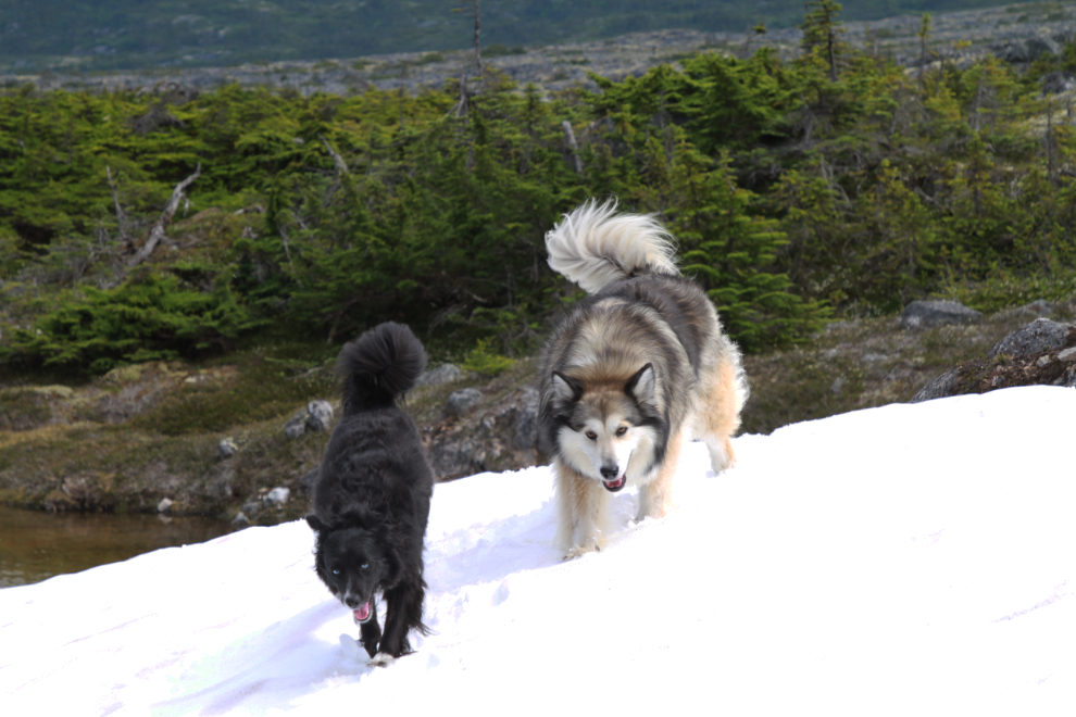My dogs Bella and Tucker playing in July snow in the White Pass