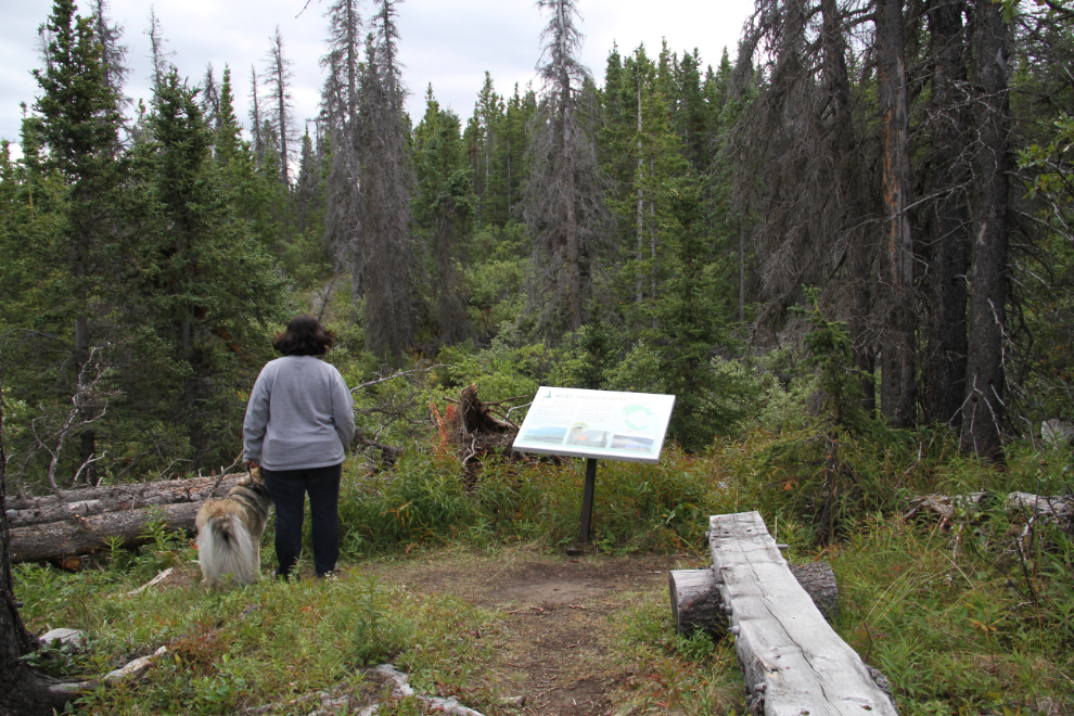 Spruce Beetle Trail, Yukon