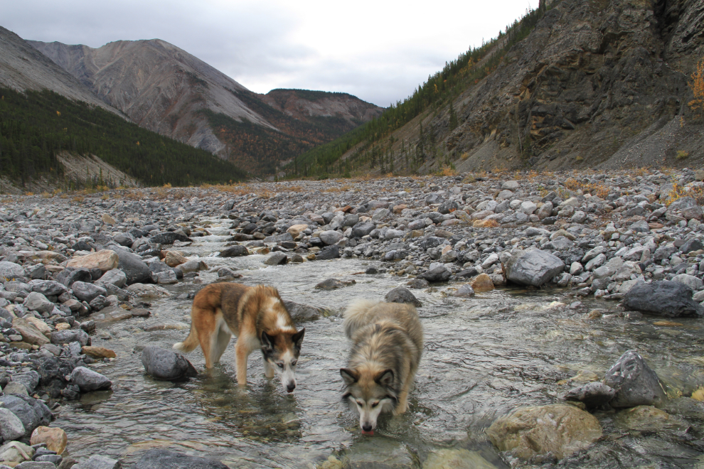 Huskies drinking from a creek along Muncho Lake